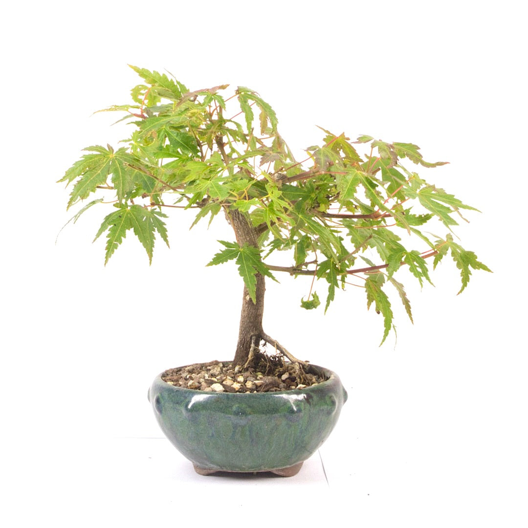 Fächer-Ahorn 'Acer palmatum'